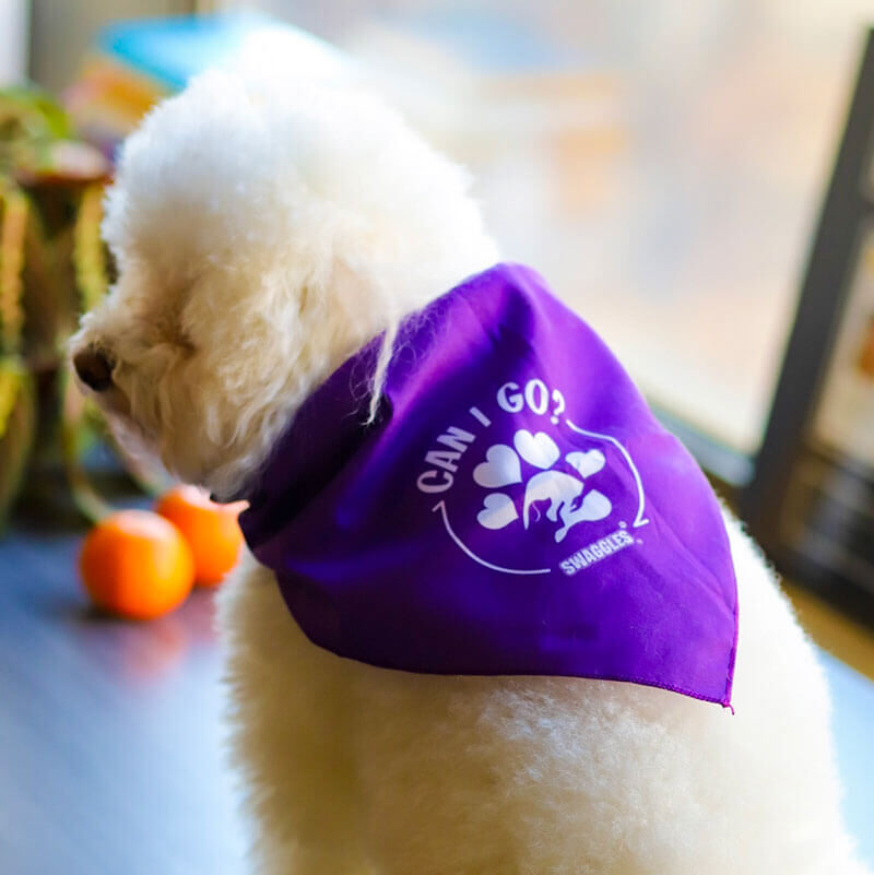 Buy Swaggles Dog and Puppy Bandanas in aid of Animal Shelters and Rescues