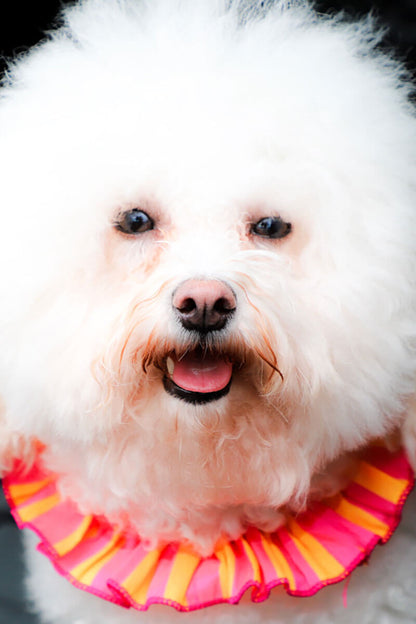 Swaggles Ruffle Collars for Dogs